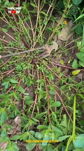 190K views · 363 reactions |  Maintaining a weed-free garden doesn't...