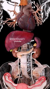 Inside Your Body in 3D 🧠🩻 . . 🧠 #3DAnatomy #AnatomyArt #anatomystudy 🧬 Take a deep dive into the human body! This 3D anatomy animation explores the internal organs like the liver, kidneys, pancreas, gallbladder, heart, and bladder – all shown with crystal-clear layers of bones and vessels. 🎯 Perfect for • Medical students • Anatomy lovers • Healthcare professionals . . . . #fblifestyle #anatomy #medical #medicine #doctor #health #healthcare #3Danimation #3Danatomy #science #medicalstudent #
