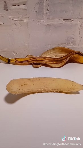 Organic lab grown self-sustaining banana - like and follow - more banana updates to come. #experiment #tiktok #banana #artificial #organic