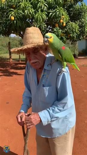 Meu GPS Rural É Um Papagaio Mal-Humorado Que Não Perdoa! #Shorts #Comédia #Meme #Viral #fy
