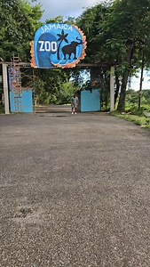 612 reactions · 213 shares | DEM USE TO CHAT ME ALOT NOW DEM AFFI ZIP TREE ROOT RIDDIM GANGGOOLIE (HAIL) #ganggoolie #hail #reggae #jamaicazoo #treerootriddim Click link https://youtu.be/XIVh72i82TA?si=AbWWXv7idje46yBy | Ganggoolie Music | Facebook