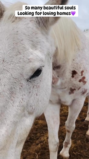 Some quiet time with the Hope herd. So many beautiful souls in need of loving homes. Do you have room in your heart, your pasture, your life to love a horse? Hope In The Valley Equine Rescue has a current herd size of 58 and many are ready for adoption; yearlings, a 2 year old pony, 4 year olds, riding partners, pasture companions, project horses, and a bonded pair of donkeys. All of them need loving homes! If you can’t adopt can you share this message to help us find loving homes? #Hopeintheval