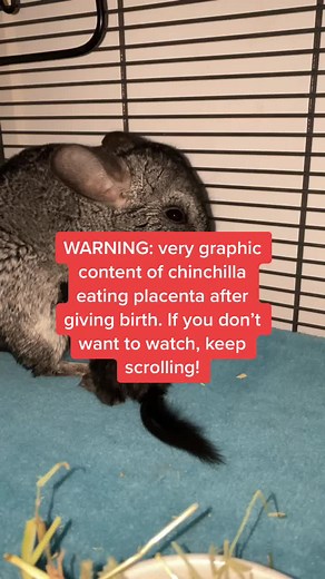 Adorable Baby Chinchilla Birth Caught on Camera!