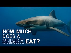 How Much Do Sharks Really Eat? The Truth About Ocean Predators