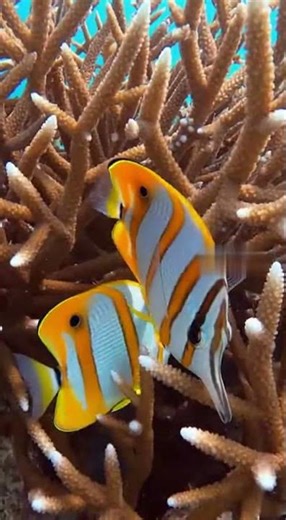 POV A Fish Rushed Past the Lens Instantly