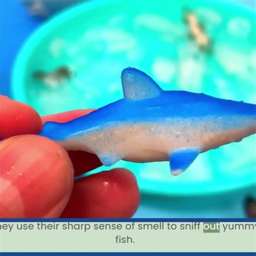 Shark Fun Facts! Its Sharp Sense of Smell! 🦈