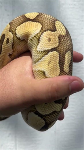 Pastel Lesser Ball Python - Futer Blue Eyed Leucistic breeder