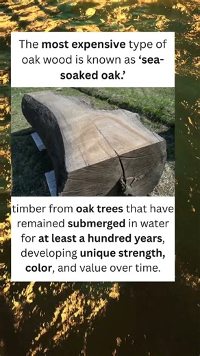 Why Sea-Soaked Oak Is So Expensive