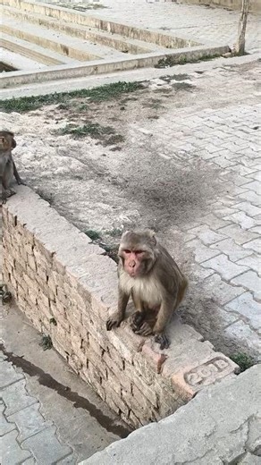 Sabse Lazy Monkey Ever! 😴🐵 #shorts #funnyanimal