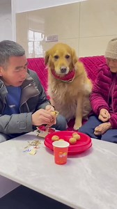 145K views · 5.4K reactions | Smart and Funny Dogs (128) | Jamiil weheliye | Facebook