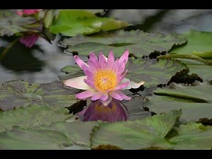 The Secret of the Flower of Life: Sacred Geometry Revealed