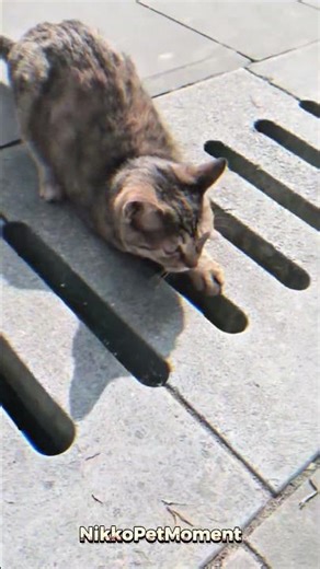 “Proof that cats also have awkward days 😹” #funny #cat