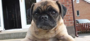 When and Why Loca the Pug died? All About Singing Pug That Cannot Run! - Biography Tribune