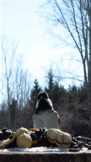 Cautious black-capped chickadee making an alarm call