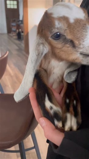 Lorie Allen Diller on Instagram: "Lucy has been delivering baby goats with me her whole life! She and I always find the one baby that captures our hearts. This year it is little ‘Leah-Darlene’. She was a triplet and her 2 brothers were much bigger than her, but there is a sweet spunkiness about her that captivated us. Leah means ‘tender’ and ‘Darlene’ means ‘Darling’. She’s named after one very special girl we all love. #goatlove #myfavoritegirls #setapart #sweetandspicy"