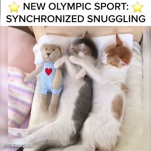 1.1M views · 9.5K reactions | These cats are gonna win ALL the gold medals | BuzzFeed Animals | Facebook