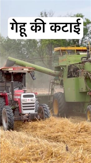 Harvesting wheat at Veer Dairy Farm -vlog. Today we will harvest the wheat crop, what work was do...