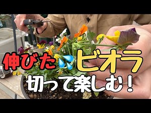 【ビオラの摘芯】ビオラの育て方！伸びたらためらわず切る！芽が2倍、3倍！