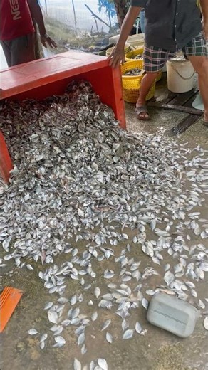 Fish Farm Life: Fast Feeding Time! #shorts