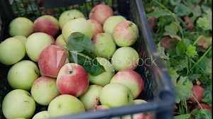 A woman plucks a ripe apple from an apple tree and puts it in box of apples. Fruit picking on a home farm: farmer in orchard. The camera follows hand. Autumn Harvest Healthy Organic Food and Beverage