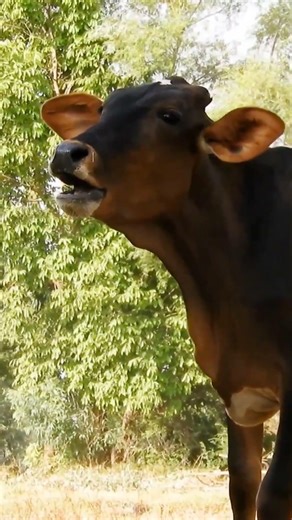 Cow Animal Sound and Funny Short Video | Cute Cow Moo Sound | Amazing Farm Animal #shorts