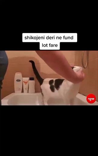 per te qeshur me lot (@per_te_qeshur_me_lot_7)’s videos with オリジナル楽曲 - per te qeshur me lot