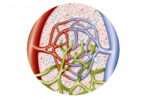 How Lymphatic Vessels Prevent Edema