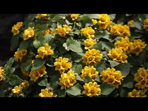 Lysimachia congestiflora - Lisimaquia - Botón de Oro - Monedita de flor Amarilla