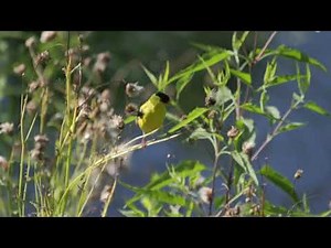 American Goldfinch
