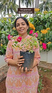 90K views · 2.4K reactions | Simple Rose Planting method to get Bunch of roses‍that we follow at farm‍ Happy Planting ‍ #manure #tips #greenlife #farmfresh #greenlife #rose #plants #sale #savemotherearth #letsdoittogether | OrganicFarmer | Facebook