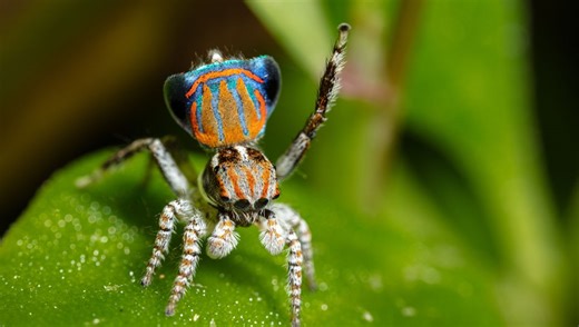 Meet The Peacock Spiders: Secretive, Small But Oh So Special