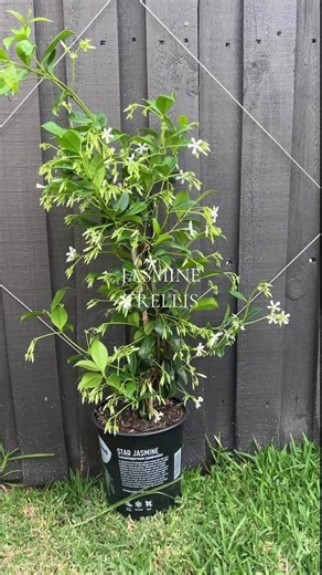 Jasmine Trellis Gardening Tips for Spring