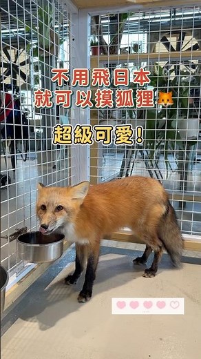 #宜蘭 #遛遛三星 有冷氣吹 #宜蘭景點 #三星 #宜蘭旅遊 #秘境 #水豚 #白狐狸 #鹿角蕨 #文青景點 #景點 #親子景點 #taiwan #台灣景點 #animal #Yilan #動物