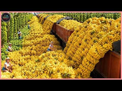 Modern Agriculture Machines on Another Level – Farmers Reap Millions Tons Banana|Farming Documentary