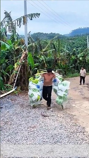 Carrying four bunches on two shoulder poles: a fruit farmer's amazing mechanical skill