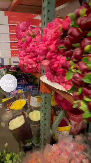 🌸 Longevity: These perennial plants are known for their remarkable lifespan, often thriving for more than 50 years, and in some cases, over a century. ￼ • Diverse Varieties: Peonies come in various forms, including herbaceous, tree, and Itoh hybrids. Itoh peonies are particularly notable as they are hybrids between herbaceous and tree peonies, offering a unique combination of traits. ￼ • Color Spectrum: While peonies are available in a range of colors—white, pink, red, yellow, and purple—blue r