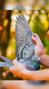 61K views · 1.9K reactions | Top pigeons in final and ace birds of the Victoria Falls World Challenge Pigeon Race are now in auction! 朗 | PIPA | Facebook