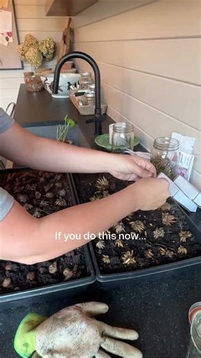 Simple Method for Beautiful Spring Flowers