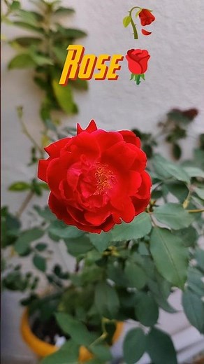 Red Rose🌹| #rose #flowers #garden #gardening #shorts #viral #plants