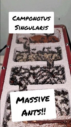 Camponotus singularis.. Hard to handle in this setup!