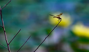 Unsure how to help reverse insect declines? Scientists suggest simple ways