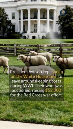 Did you know sheep once mowed the White House lawn to support the WWI effort? #history #historyfacts #didyouknow | Archaic Origins