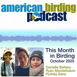 On the American Birding Podcast, it's This Month in Birding! The October panel of Danielle Belleny, Ryan Mandelbaum and Purbita Saha talk duck stamp changes, Cassia Crossbill wildfires, gynandromorph grosbeaks and seasonally appropriate #cemeterybirding. https://www.aba.org/this-month-in-birding-october-2020/ | American Birding Association | Facebook