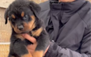 防暴犬（罗威纳），护卫犬扛把子