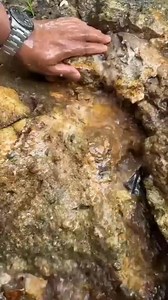 Altın hangi renk topraktan çıkar? Yoğun bir oranda demir bulunan topraklar, kırmızı tonlarda olan topraklardır. Bu toprak çeşidi, demir oksitlenmediğinde siyah renkte olurlar. Ayrıca demir gibi diğer metallerin yer almadığı topraklarda altının olması mümkündür. | Altın peşinde.