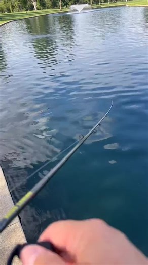 Impresionantes Capturas en Bass Fishing Live