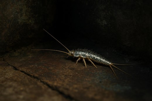Ce "poisson" préhistorique menace vos intérieurs : comment repérer et stopper le lépisme argenté chez vous ?