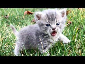 Tiny kitten calls out to his mom, meowing loudly / Kitten Street