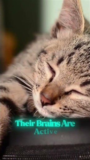 Do you think animals dream ? 🐾