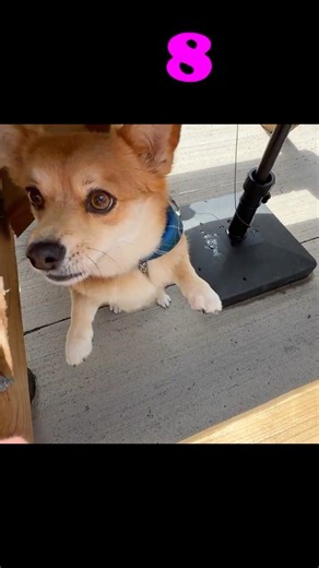 1️⃣🦊2️⃣😯Can You Count Micho to 10? 🦊 Sydney, Nova Scotia 🍁